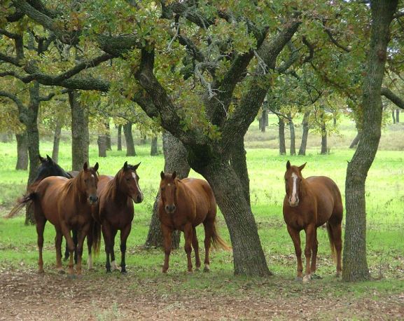 Pine Ridge Estates FL luxury acreage homes and equestrian properties in Beverly Hills Florida