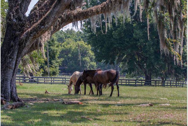 est Realtor for Horse Properties in Citrus County FL – Cindy Burkhardt ERA Real Estate – Equestrian and Acreage Homes.